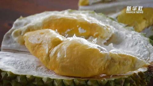 国产榴莲怎么翻车了啊视频,从期待到失望的蜕变之旅