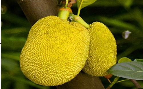 国产原创视频菠萝蜜