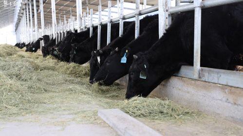 国产黑牛加工视频大全