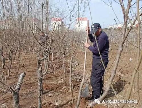 国产果树移栽视频
