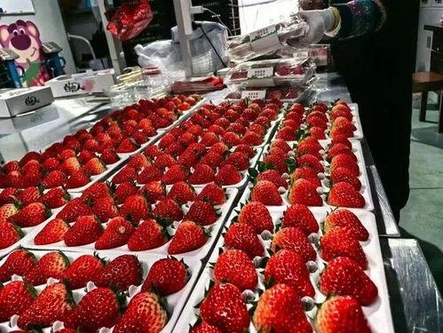 好国产草莓在线视频